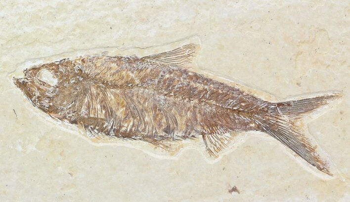 Detailed, Knightia Fossil Fish - Wyoming #57118
